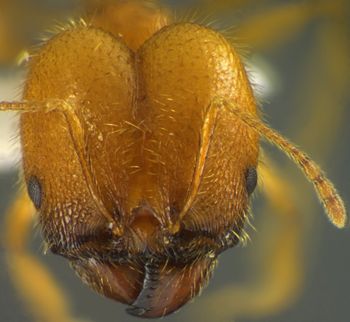 Media type: image;   Entomology 34215 Aspect: head frontal view
